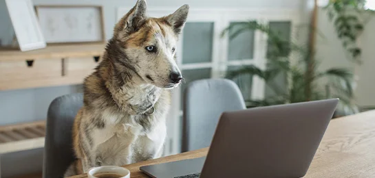 Dog sitting at his computer.